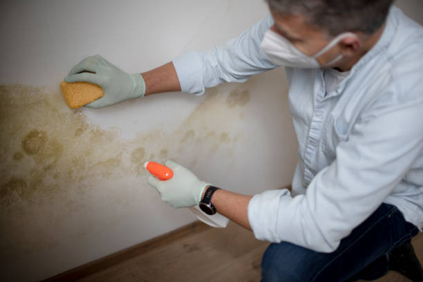Best Black Mold Removal  in Richmond, KY