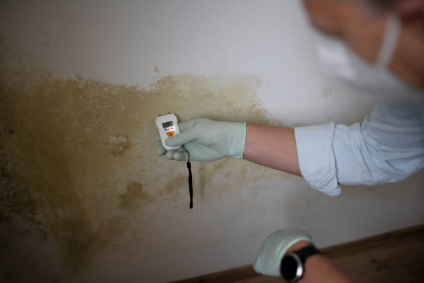 Best Mold Remediation  in Richmond, KY