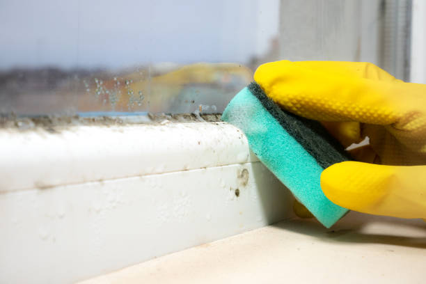 Reliable Richmond, KY Mold Removal Solutions