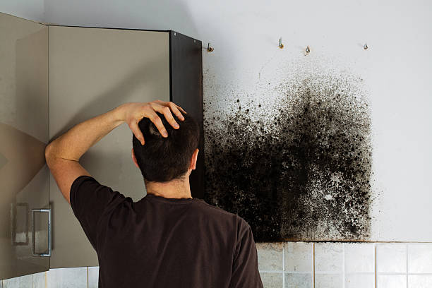 Best Mold Removal Process  in Richmond, KY