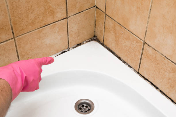  Richmond, KY Mold Removal Pros